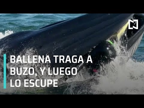 una ballena se traga a un buzo