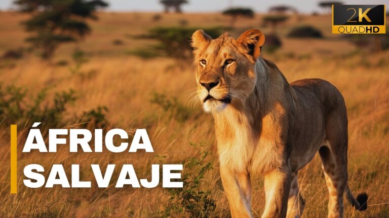 ver animales de la selva de africa