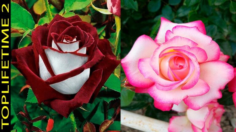 ver las rosas mas bonitas del mundo