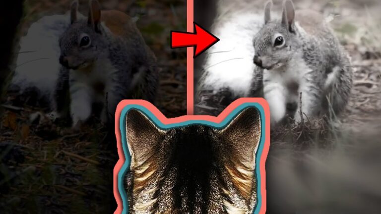 vision de los gatos en la noche